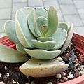 圓貝葉 Kalanchoe farinacea20200712 (3).jpg