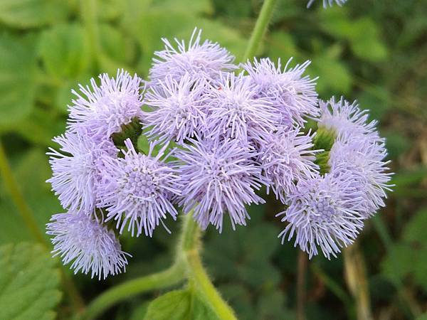 紫花藿香薊 空氣鳳梨開花