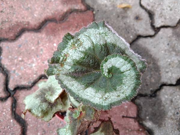 秋海棠蝸牛 Begonia Escargot