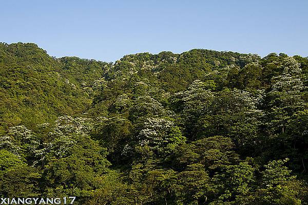 承天禪寺視野