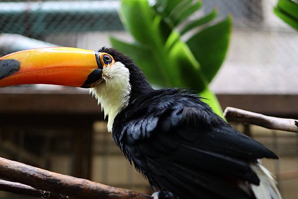 台北東門 肉球森林 跟狐獴大嘴鳥小跩貓一起度過超萌下午 內有菜單 先先沾醬油 痞客邦