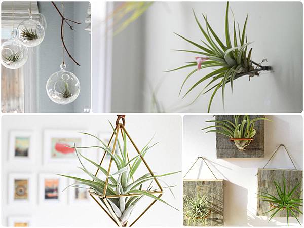 3-airplants-close_Fotor_Collage