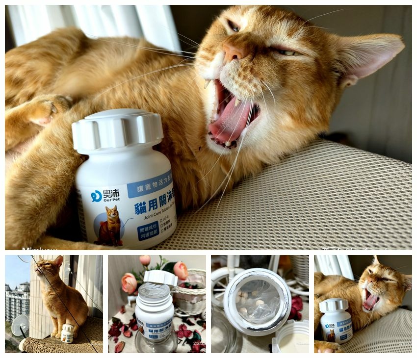 喵星人寵物關節保養推薦 奧沛OurPet 貓用關沛錠 關節保
