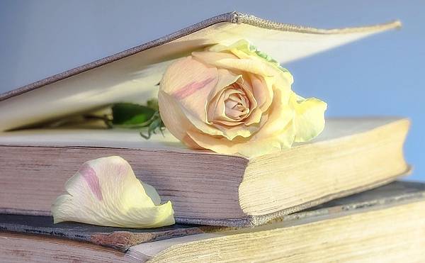 rose-2101475_960_720.jpg rose-2101475_960_720.jpg