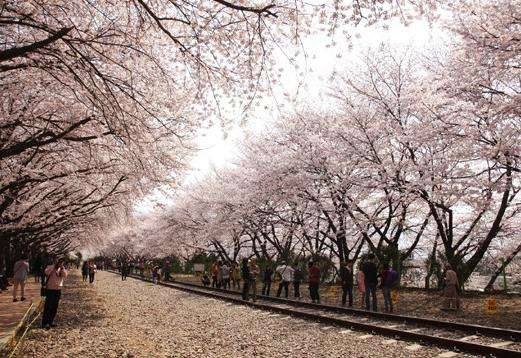 慶和站櫻花路 03.jpg