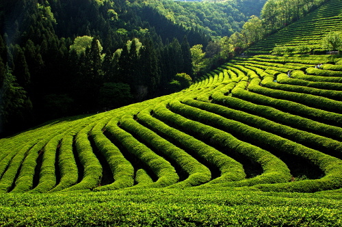 寶城綠茶園大韓茶園 01.jpg