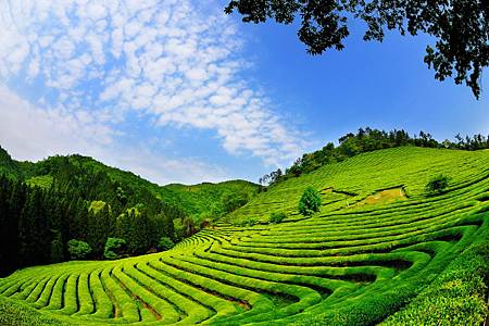 寶城綠茶園大韓茶園 04.jpg