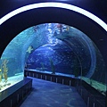 釜山水族館 08