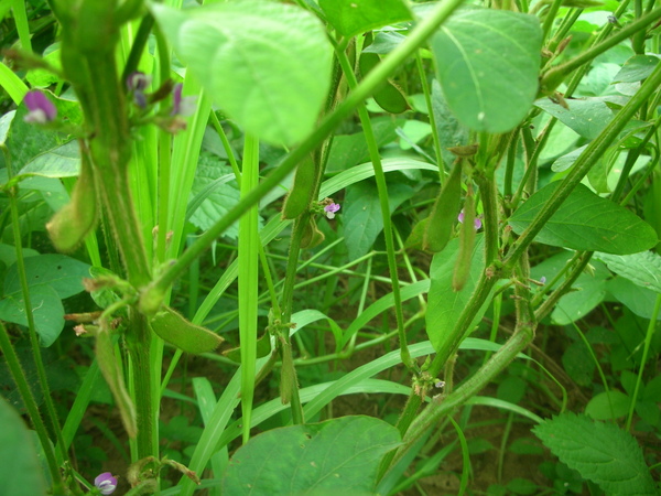 黑豆 黑豆