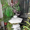 DSCN0978.JPG