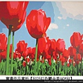 E025 紅色鬱金香 .jpg