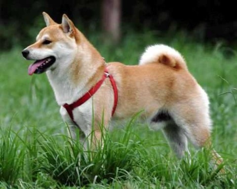 何謂 日本犬 有以下六種 聆聽心靈的聲音 痞客邦 何謂 日本犬 有以下六種 聆聽心靈的聲音 痞客邦