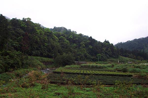 九芎根山 030