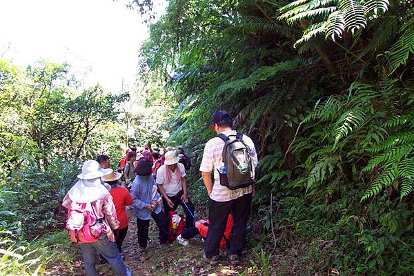 油杉林步道倒吊嶺山 030.jpg