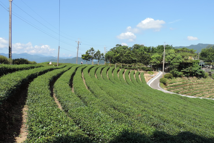 八卦茶園-0008