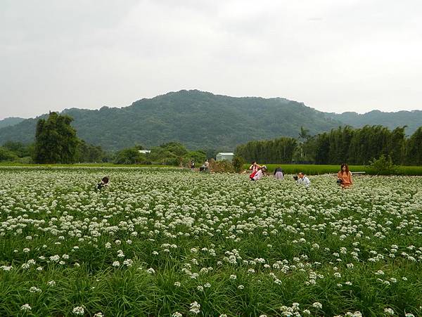 鶯歌大溪龍潭-0058