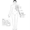 手厥陰心包經主要穴道圖.jpg