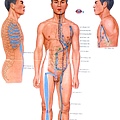 足太陽膀胱經111.bmp