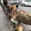 这里的牛就像我们那里的猫狗随街可见