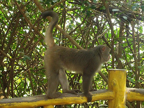 高雄柴山狐猴1.jpg