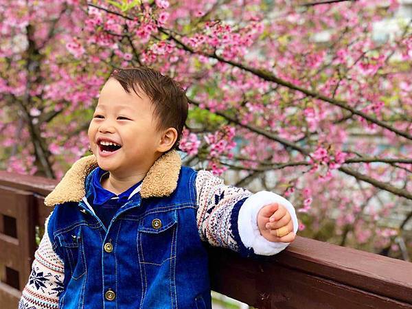 樂活公園 全台特色公園 共融主題 共融公園台北 賞櫻花 夜櫻 Little Bear's Life