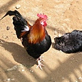 rooster