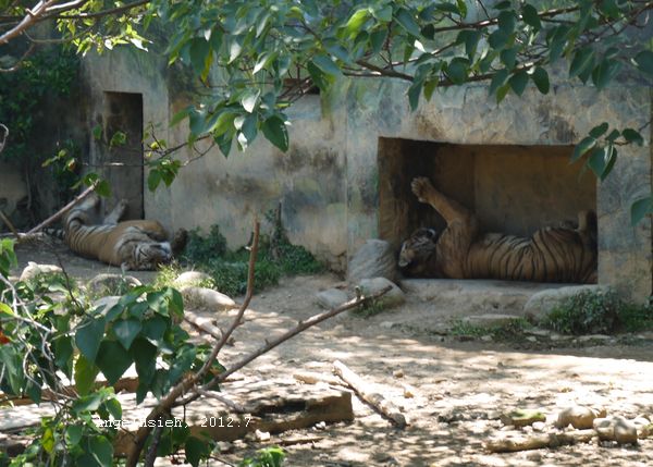 新竹動物園(2012.7)