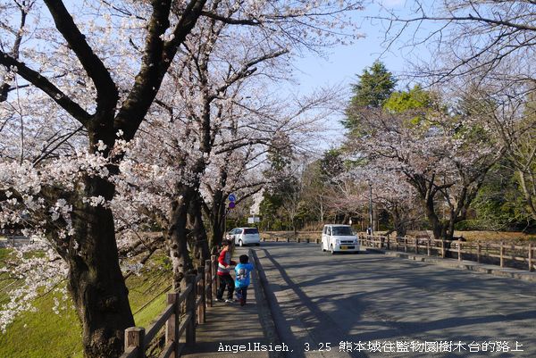 整個山上到處有花樹豎立於馬路二旁— 在監物台樹木園