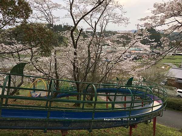 日本小孩最愛的賞櫻方式之一 櫻花溜滑梯 A House 福岡熊本生活手扎 痞客邦