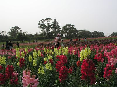 大溪花海農場(2010.3)