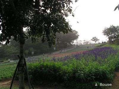 大溪花海農場(2010.3)