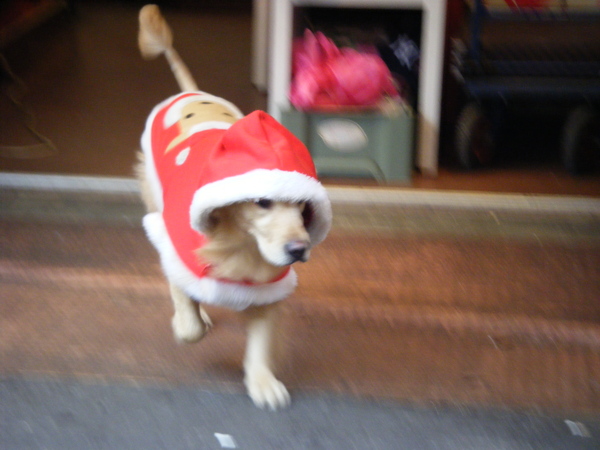 穿著聖誕裝的狗狗