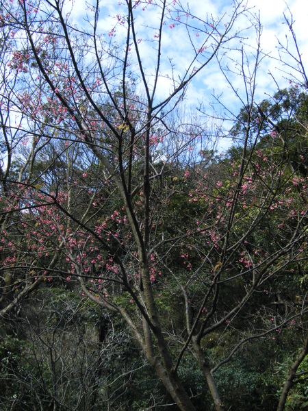 陽明山的櫻花