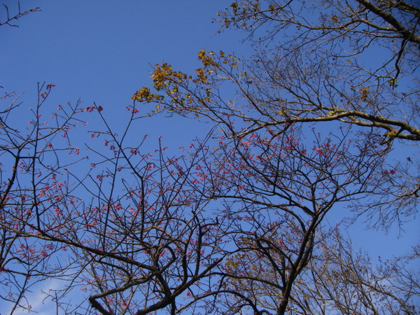 粉紅色的花、黃色的葉子、藍色的天空