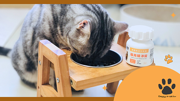 照顧老貓腸胃，貓貓益生菌推薦，從敏感體質到穩定日常