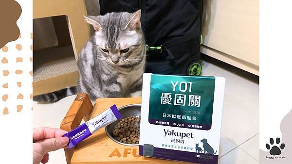 【實測心得】10歲老貓關節保養分享｜日本製造優固倍粉末適口性