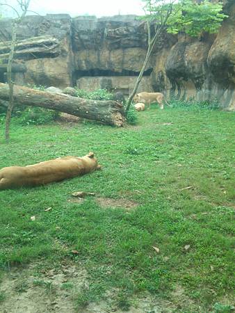 20130323 動物園 0060