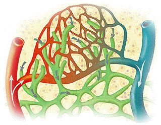 人體的微血管