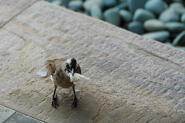 在峇里到處都有鳥兒