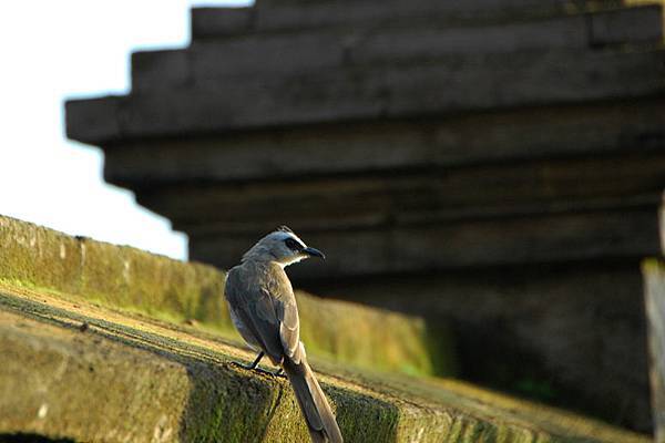 在峇里到處都有鳥兒