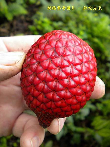 AA02_Salacca affinis - Red Salak_1.JPG