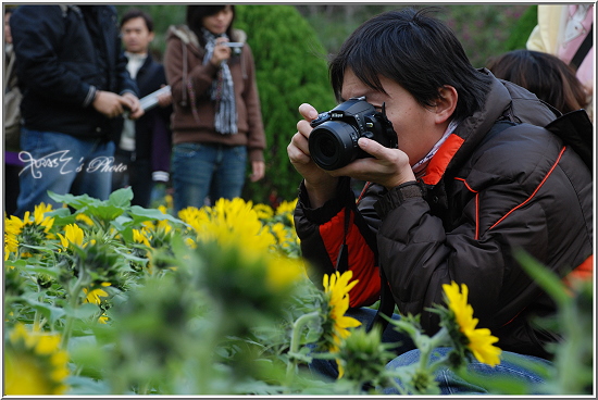 士林官邸共香盛菊17.JPG