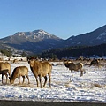 1518 RMNP.JPG