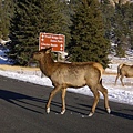 1519 RMNP.JPG