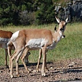 03 CusterNP_Deers.JPG