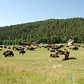 05 CusterNP_buffalo.JPG