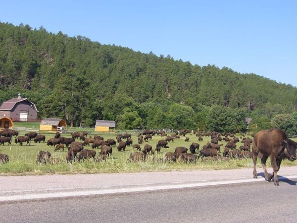 06 CusterNP_buffalo.JPG