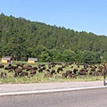 06 CusterNP_buffalo.JPG