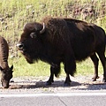 07 CusterNP_buffalo.JPG