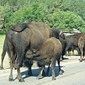 08 CusterNP_buffalo.JPG